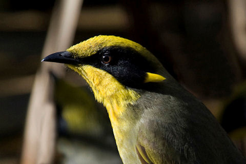 Pretty Yellow-tufted honeyeater