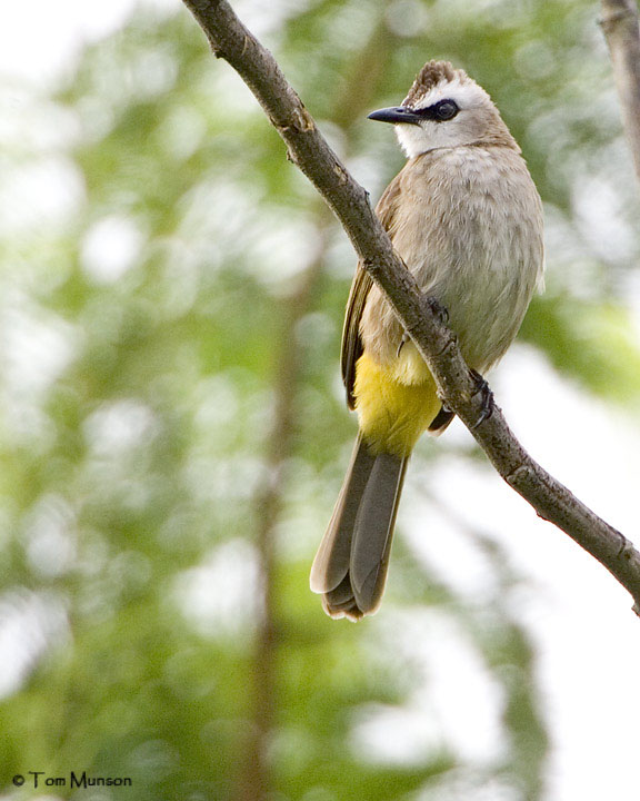 Yellow-vented bulbul