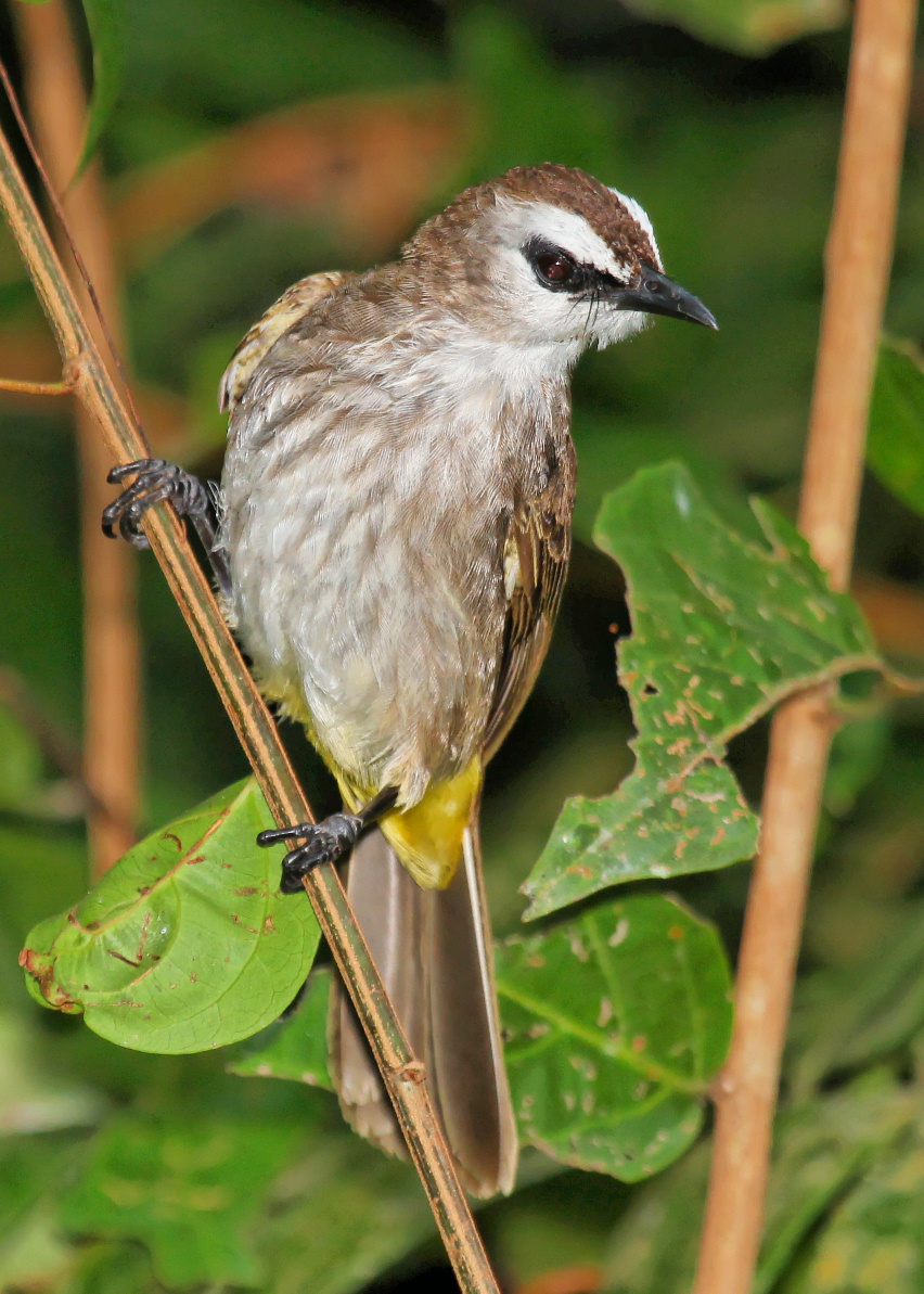 Pretty Yellow-vented bulbul