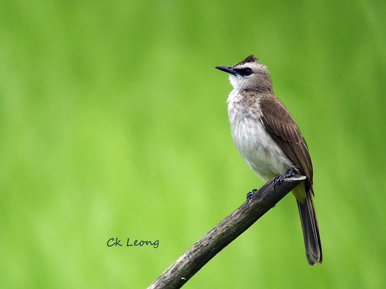 Pretty Yellow-vented bulbul