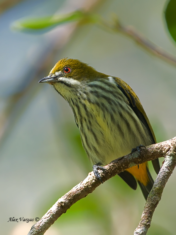 Pretty Yellow-vented flowerpecker