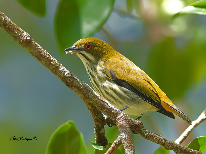 Pretty Yellow-vented flowerpecker
