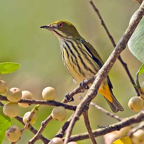 Pretty Yellow-vented flowerpecker
