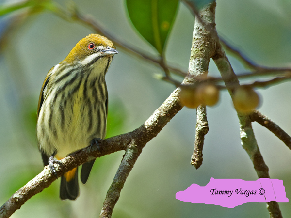 Pretty Yellow-vented flowerpecker