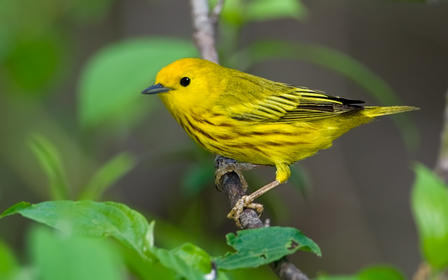 Yellow warbler
