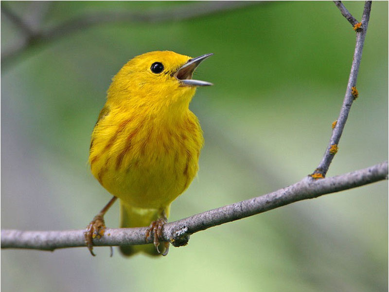 Pretty Yellow warbler