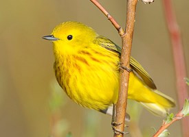 Pretty Yellow warbler