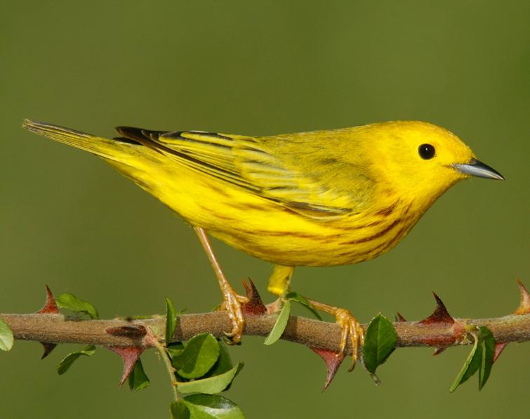 Pretty Yellow warbler