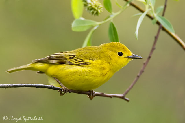 Pretty Yellow warbler