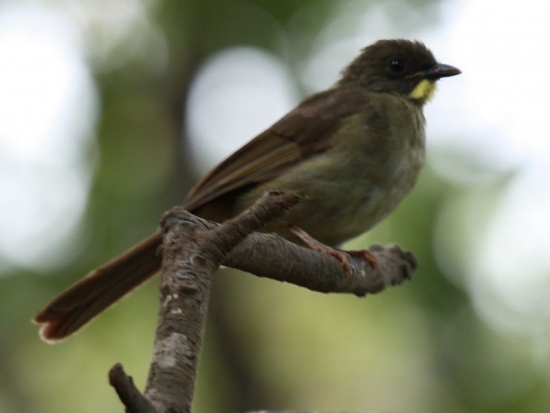 Yellow-whiskered greenbul