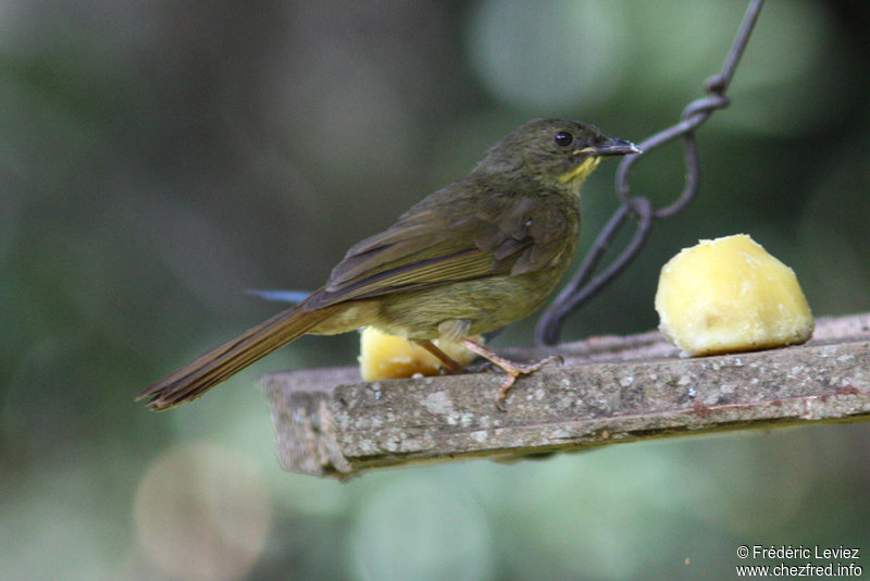 Pretty Yellow-whiskered greenbul