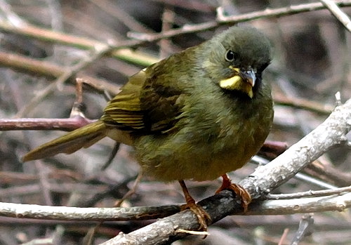 Pretty Yellow-whiskered greenbul