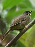 Pretty Yellow-whiskered greenbul