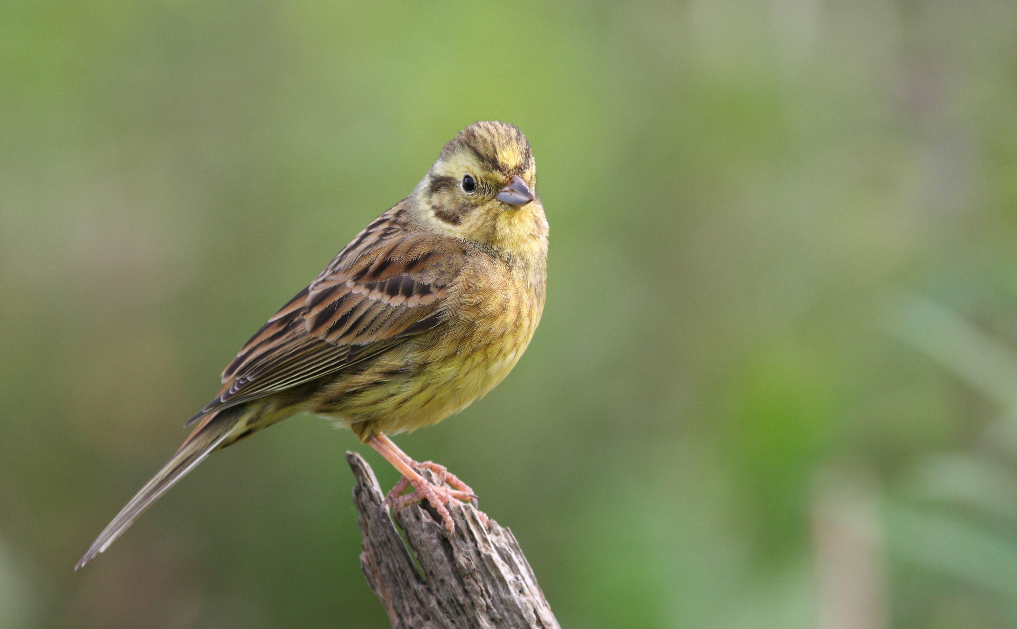 Yellowhammer