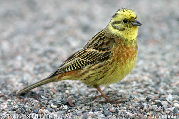Pretty Yellowhammer