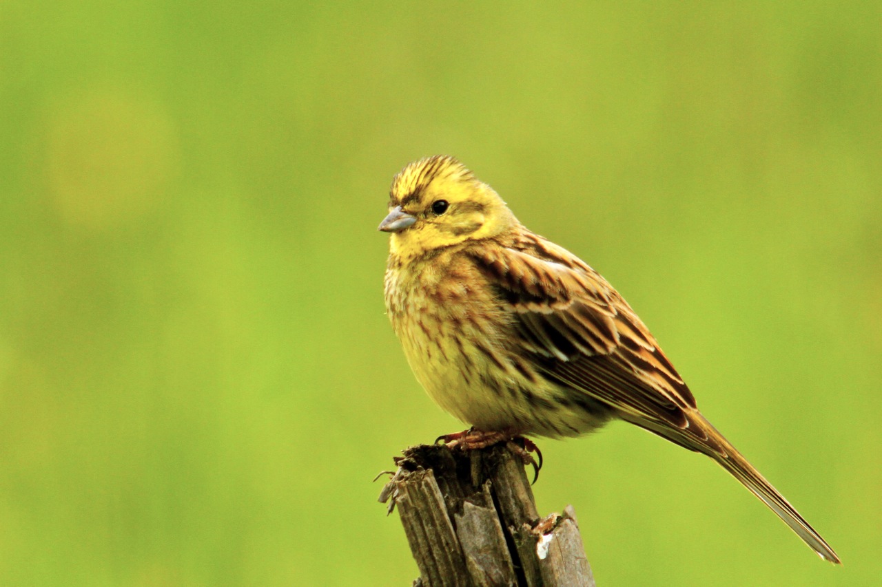 Pretty Yellowhammer
