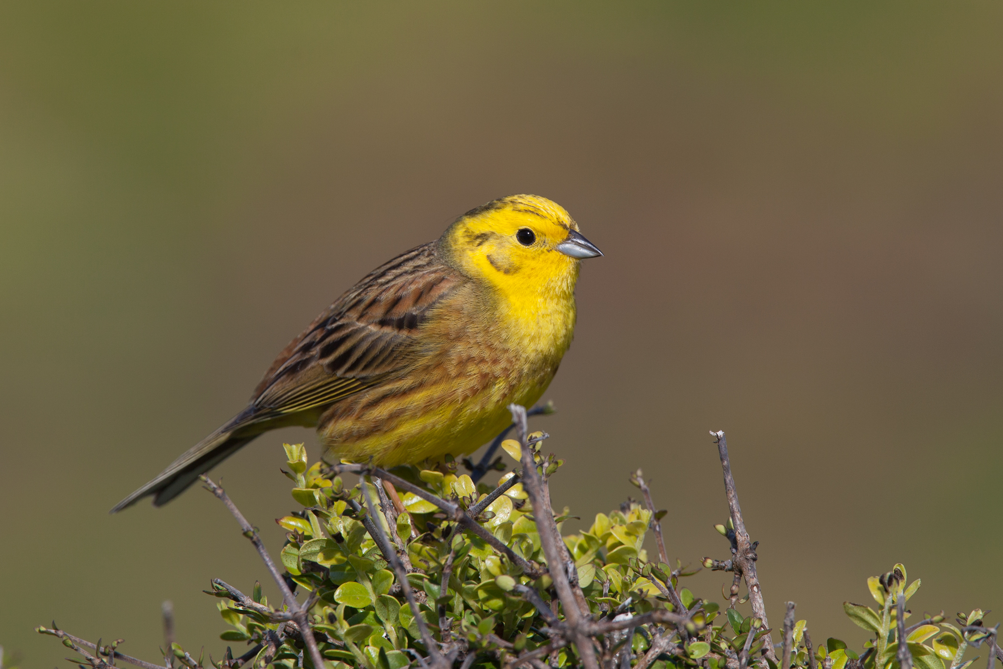 Pretty Yellowhammer