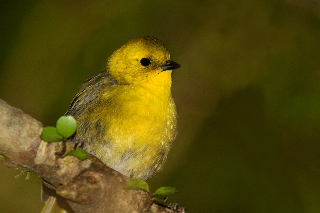 Yellowhead