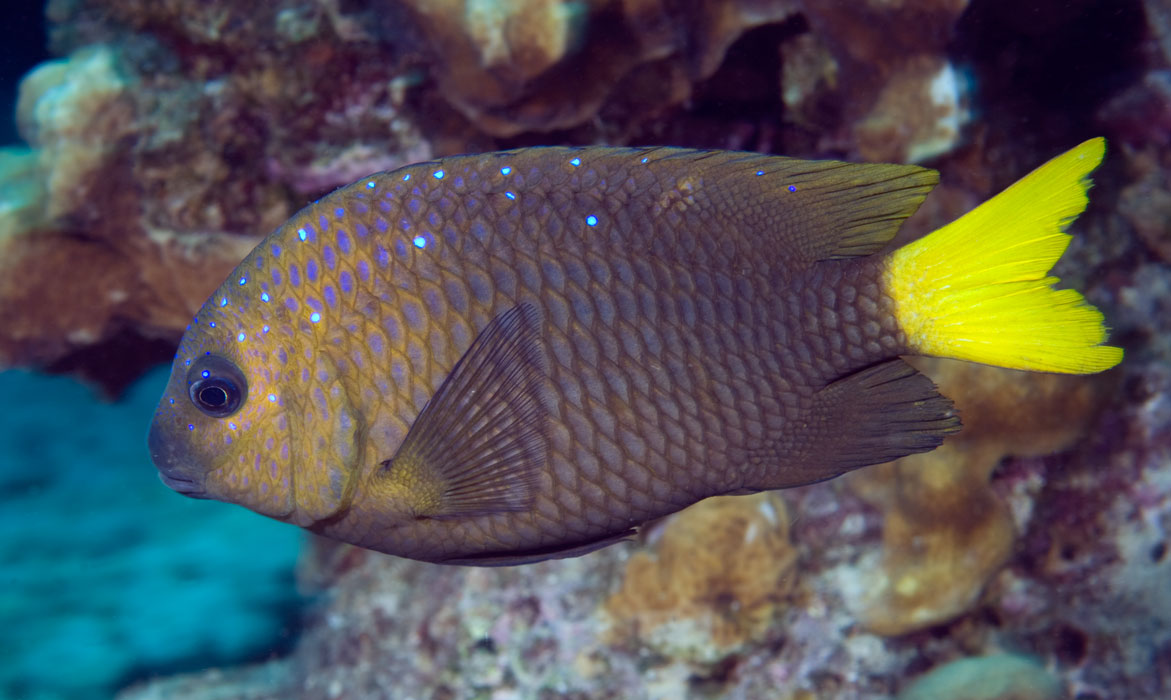 Yellowtail damselfish
