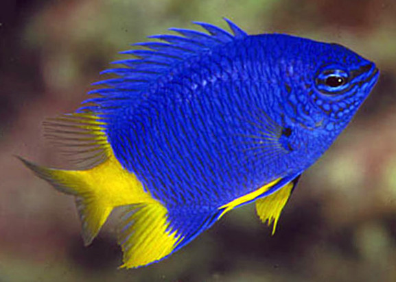 Pretty Yellowtail damselfish
