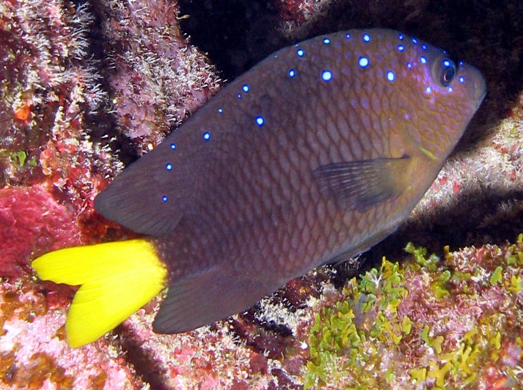 Pretty Yellowtail damselfish