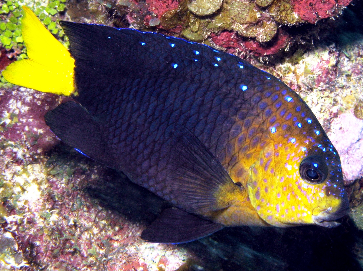 Pretty Yellowtail damselfish