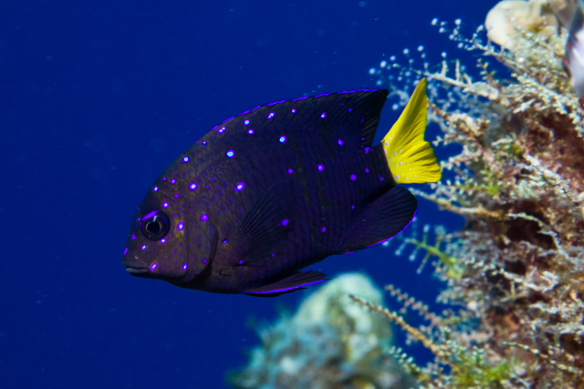 Pretty Yellowtail damselfish