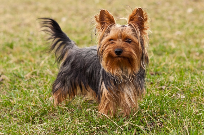 Pretty Yorkshire Terrier - Dog Breed