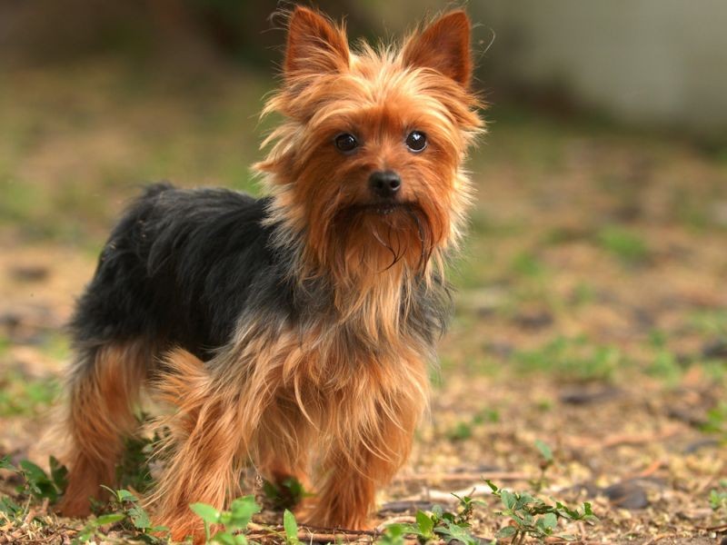 Wallpaper Yorkshire Terrier - Dog Breed