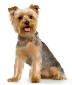 Yorkshire Terrier - Dog Breed wallpaper