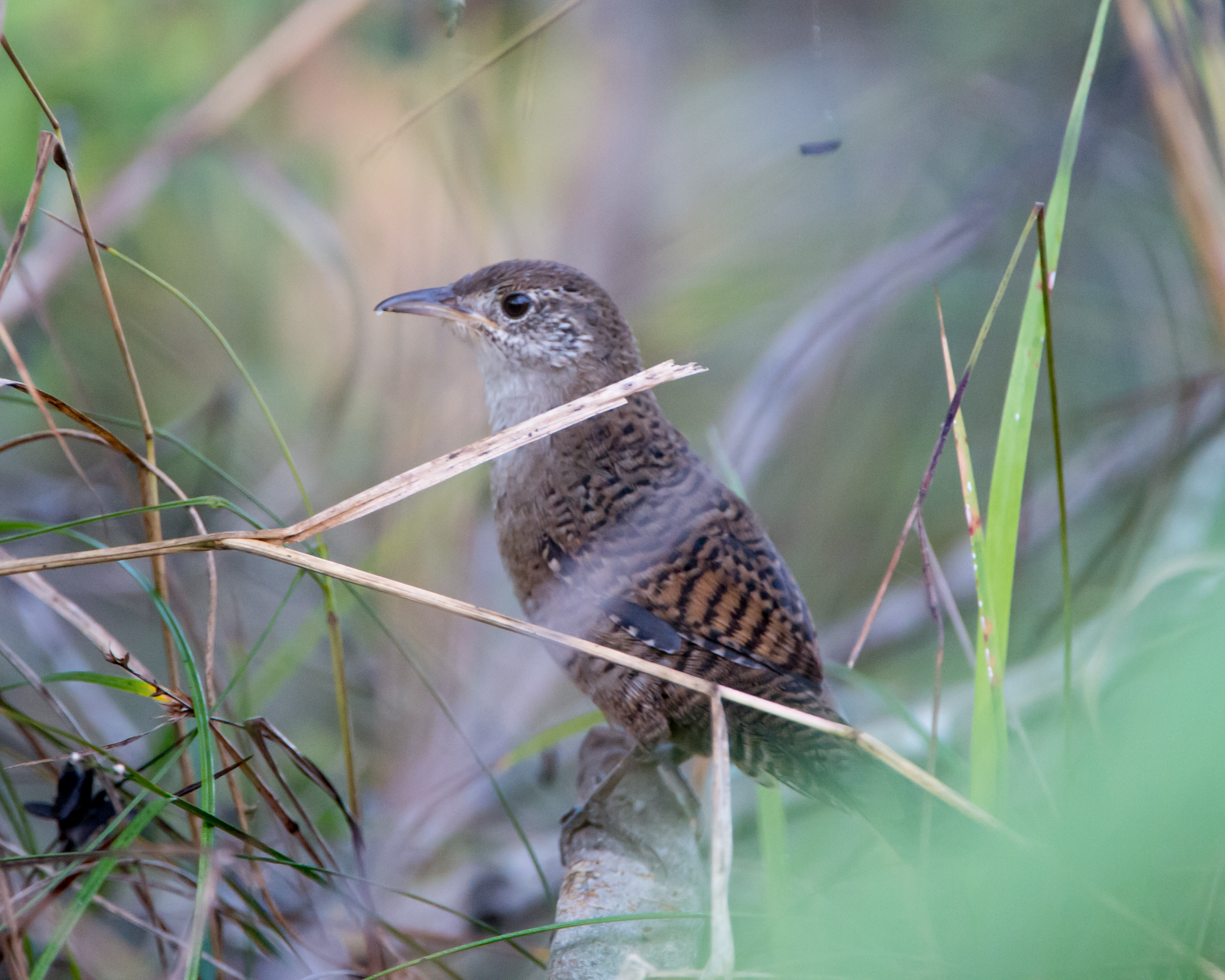 Zapata wren