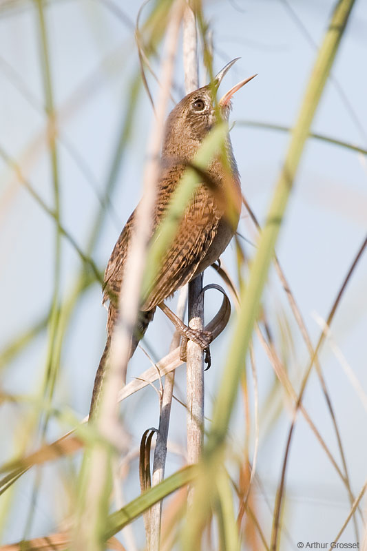 Pretty Zapata wren