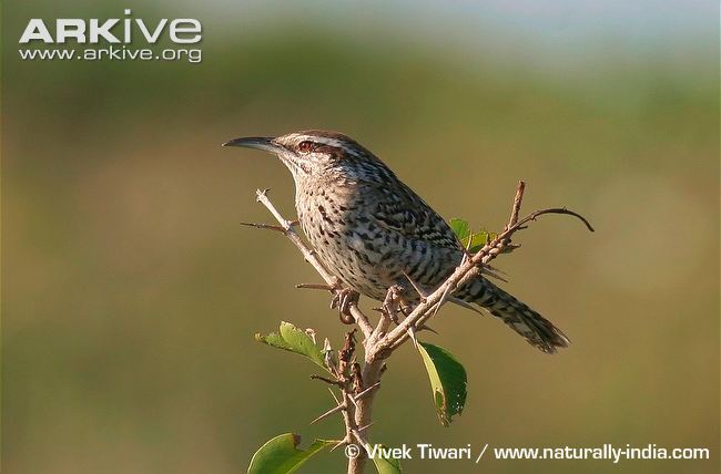 Pretty Zapata wren