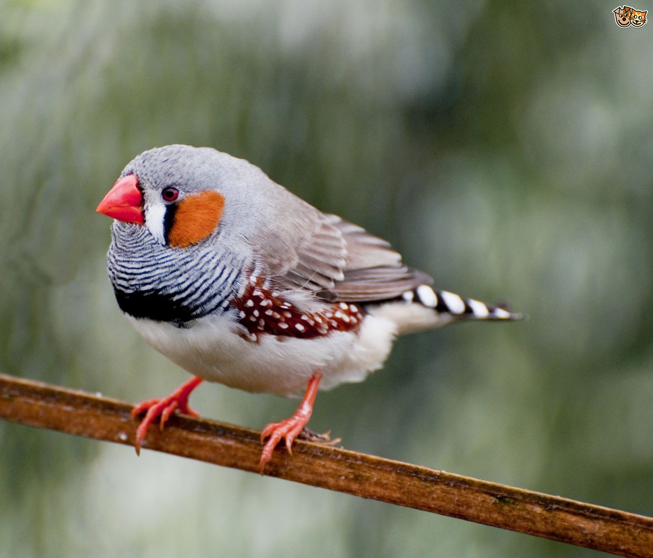 Zebra finch