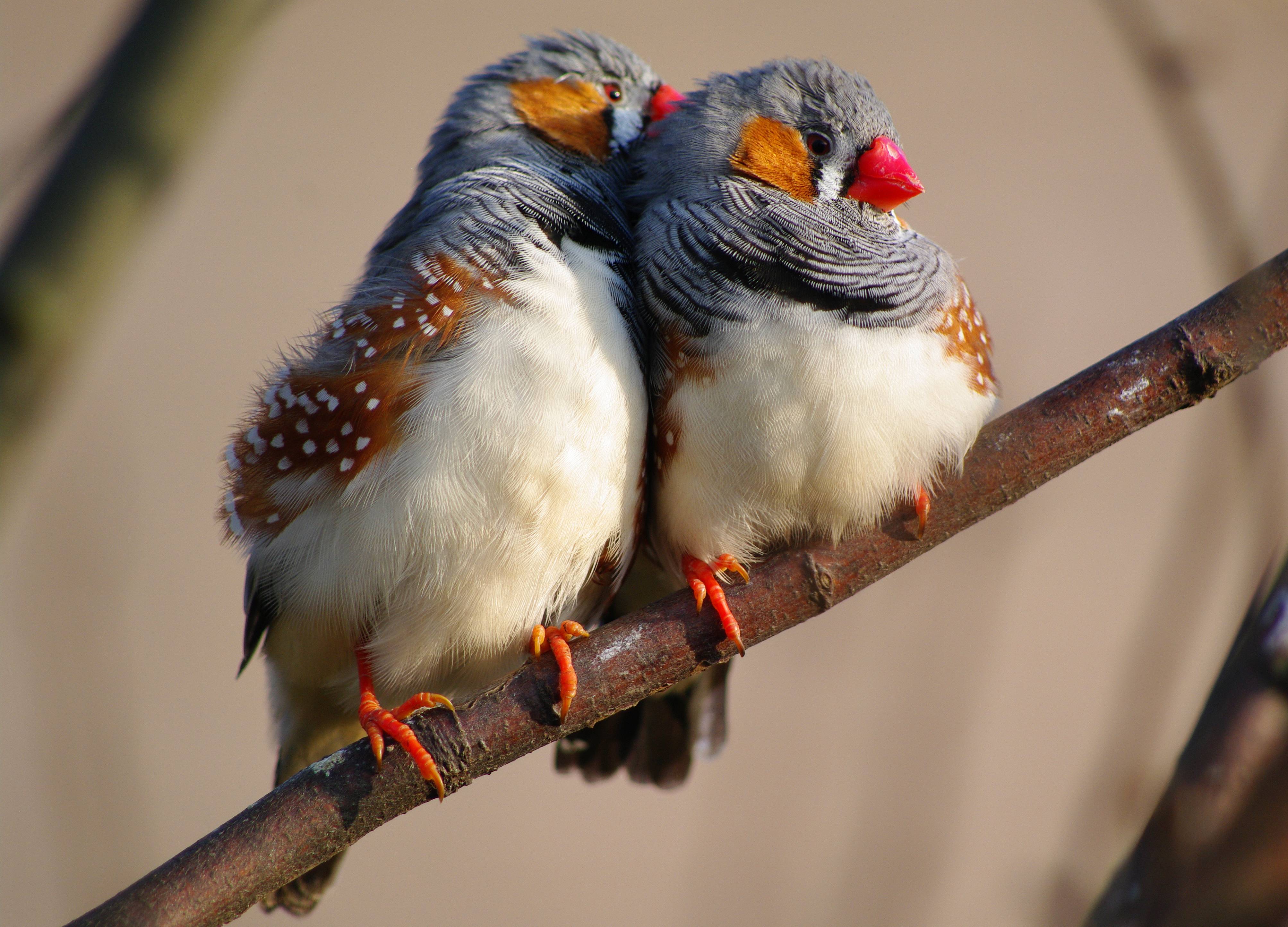 Pretty Zebra finch