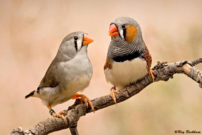 Pretty Zebra finch