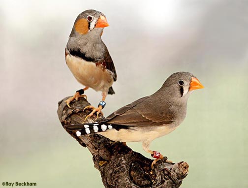 Pretty Zebra finch