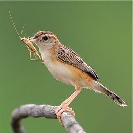 Zitting cisticola