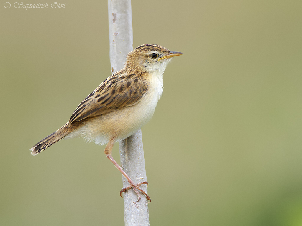 Pretty Zitting cisticola