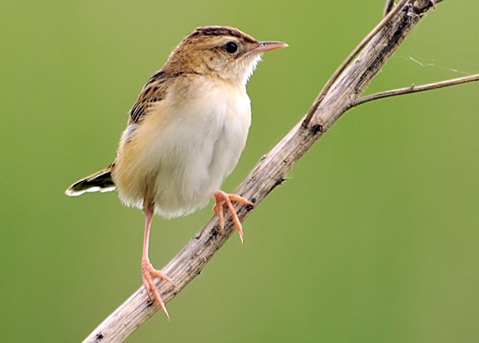 Pretty Zitting cisticola