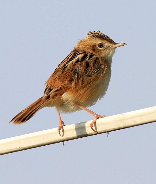 Pretty Zitting cisticola