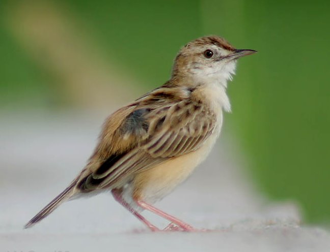 Pretty Zitting cisticola