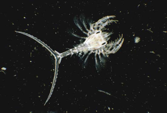 Zooplankton