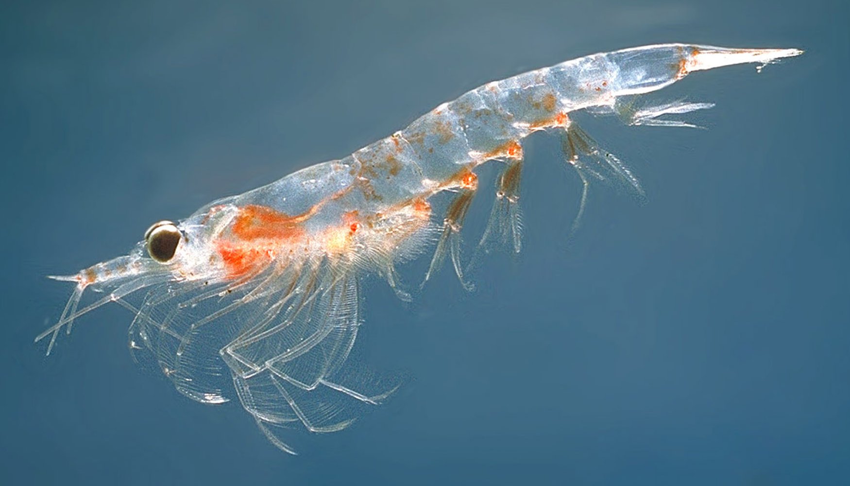 Cool Zooplankton