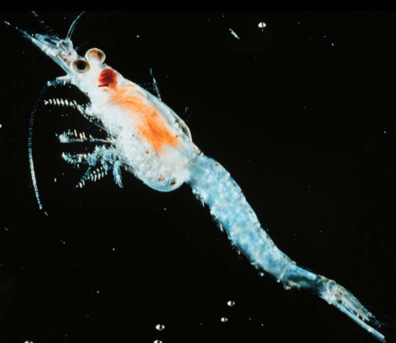 Wallpaper Zooplankton