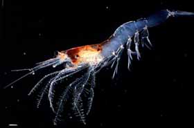 Photo Zooplankton